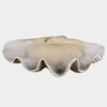Clam Shell Bowl